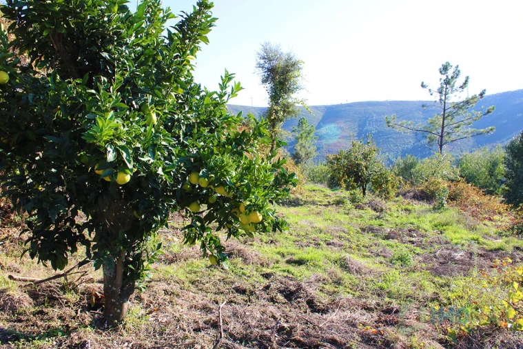 Quinta T0 para Venda em Moutinhosa Foto 4