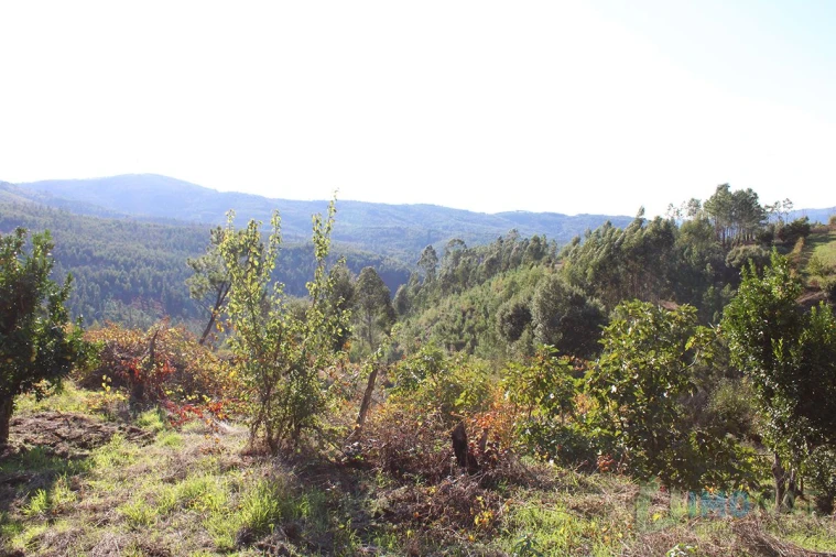 Quinta T0 para Venda em Moutinhosa Foto 20