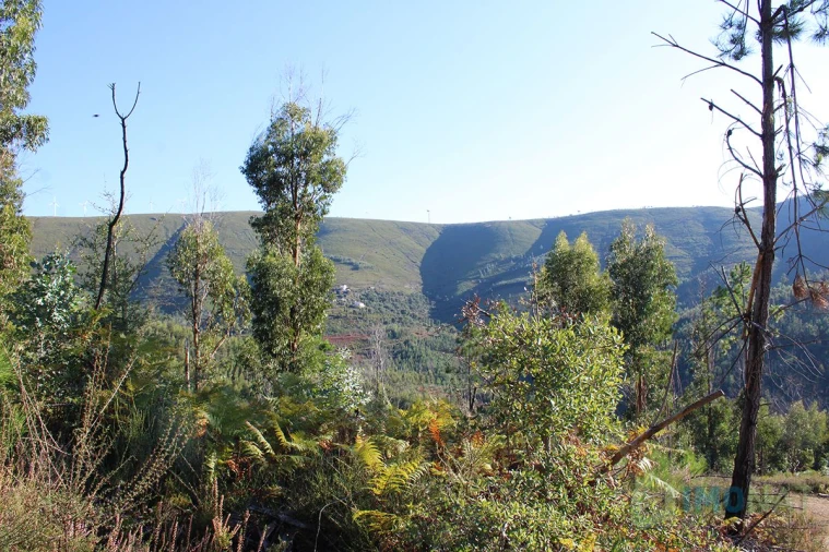 Quinta T0 para Venda em Moutinhosa Foto 37