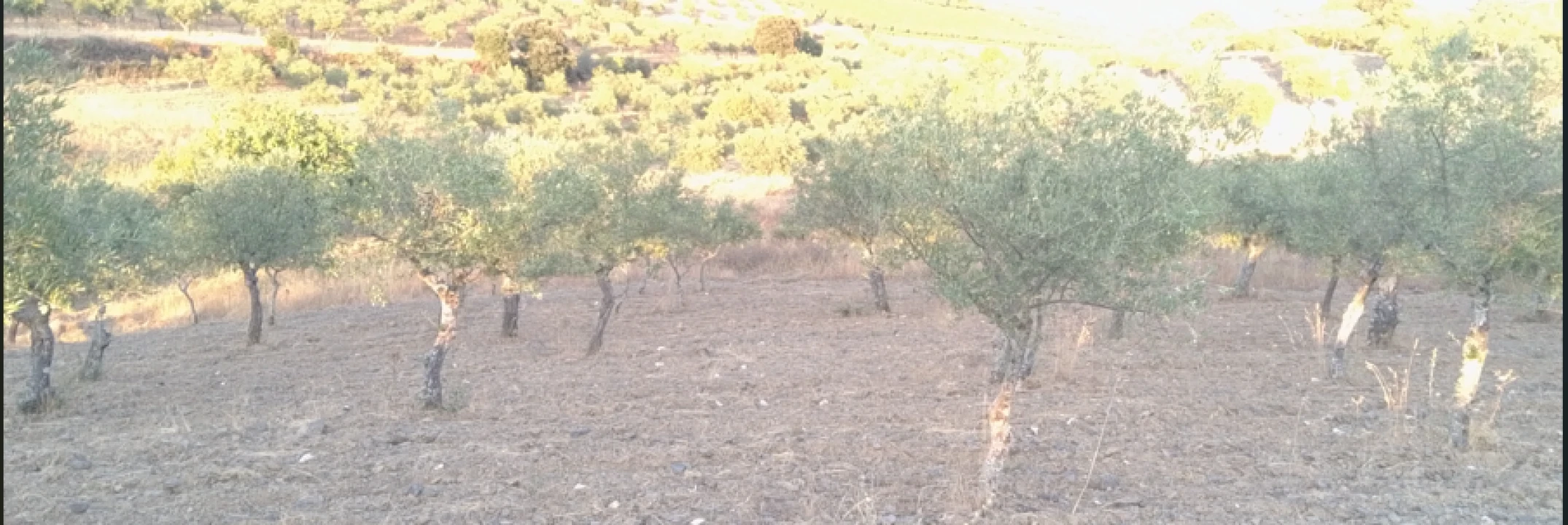 Terreno para Venda em Freixo de Espada à Cinta Foto 4