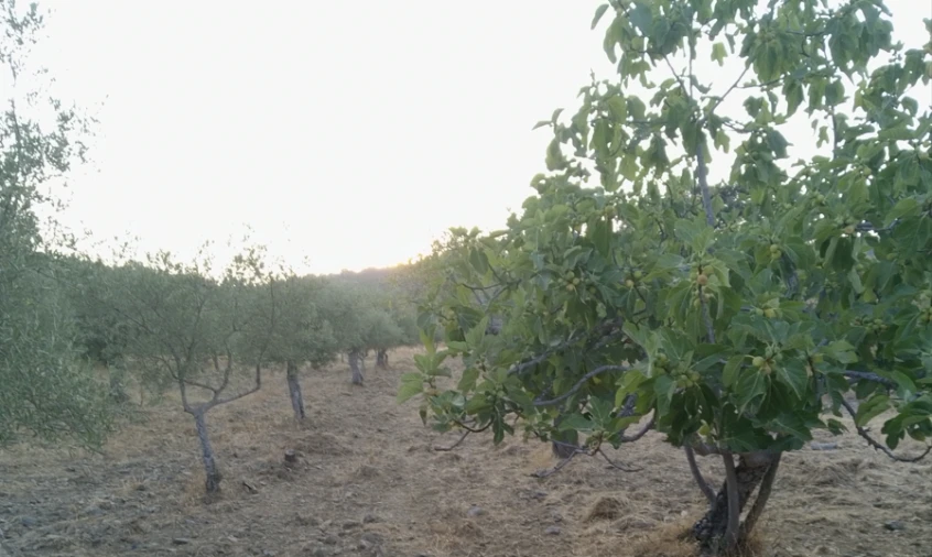 Terreno para Venda em Freixo de Espada à Cinta Foto 3