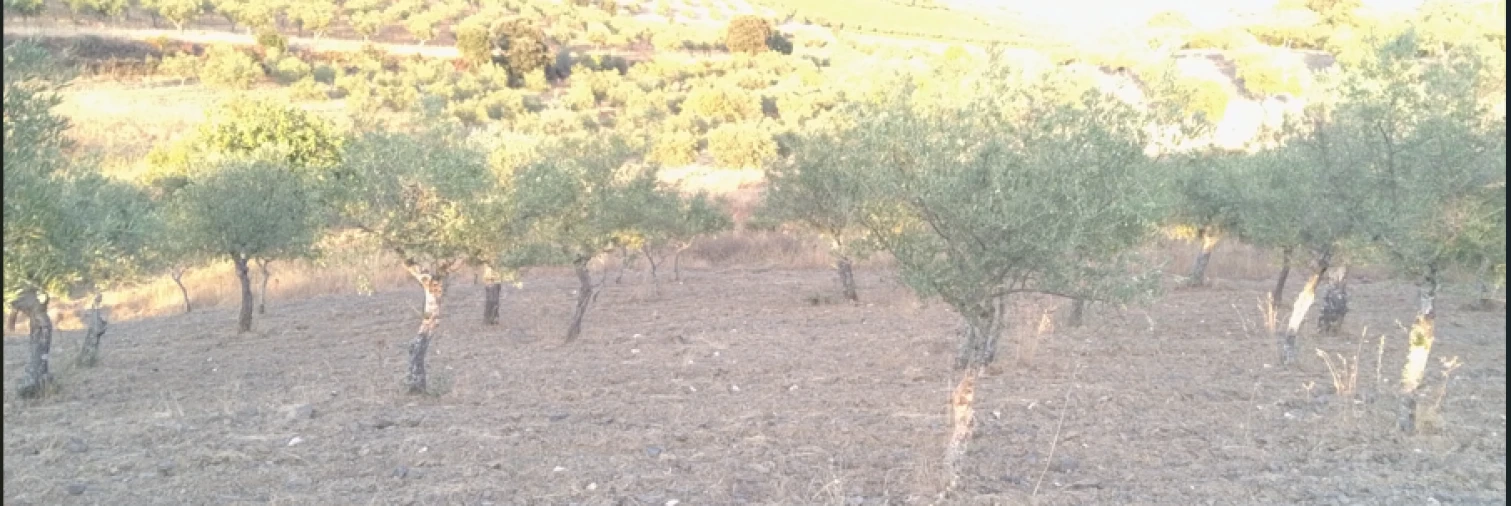 Terreno para Venda em Freixo de Espada à Cinta Foto 4