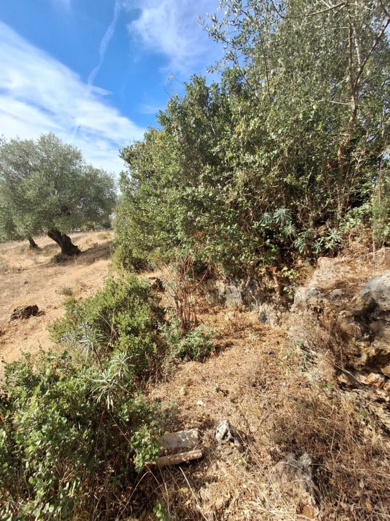 Terreno Misto para Venda em Zibreira Foto 8