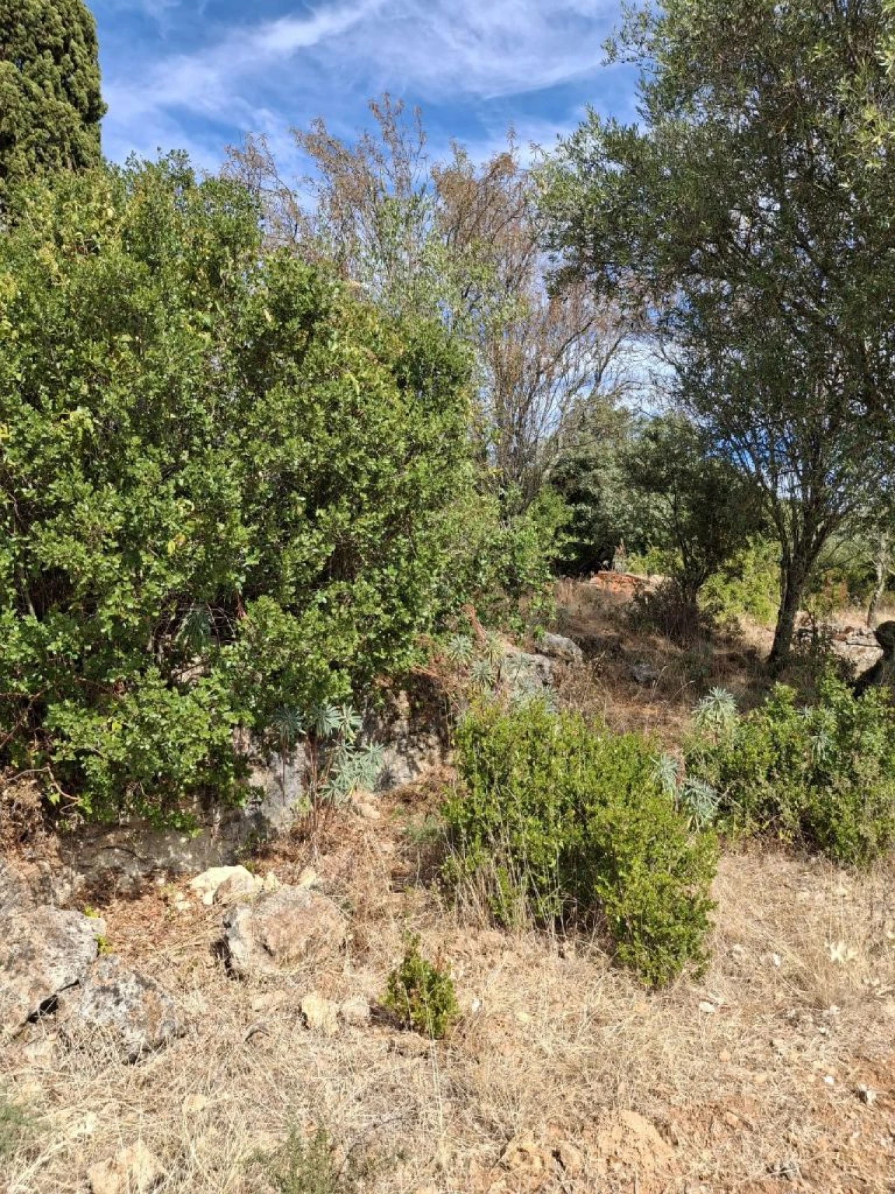 Terreno Misto para Venda em Zibreira Foto 12