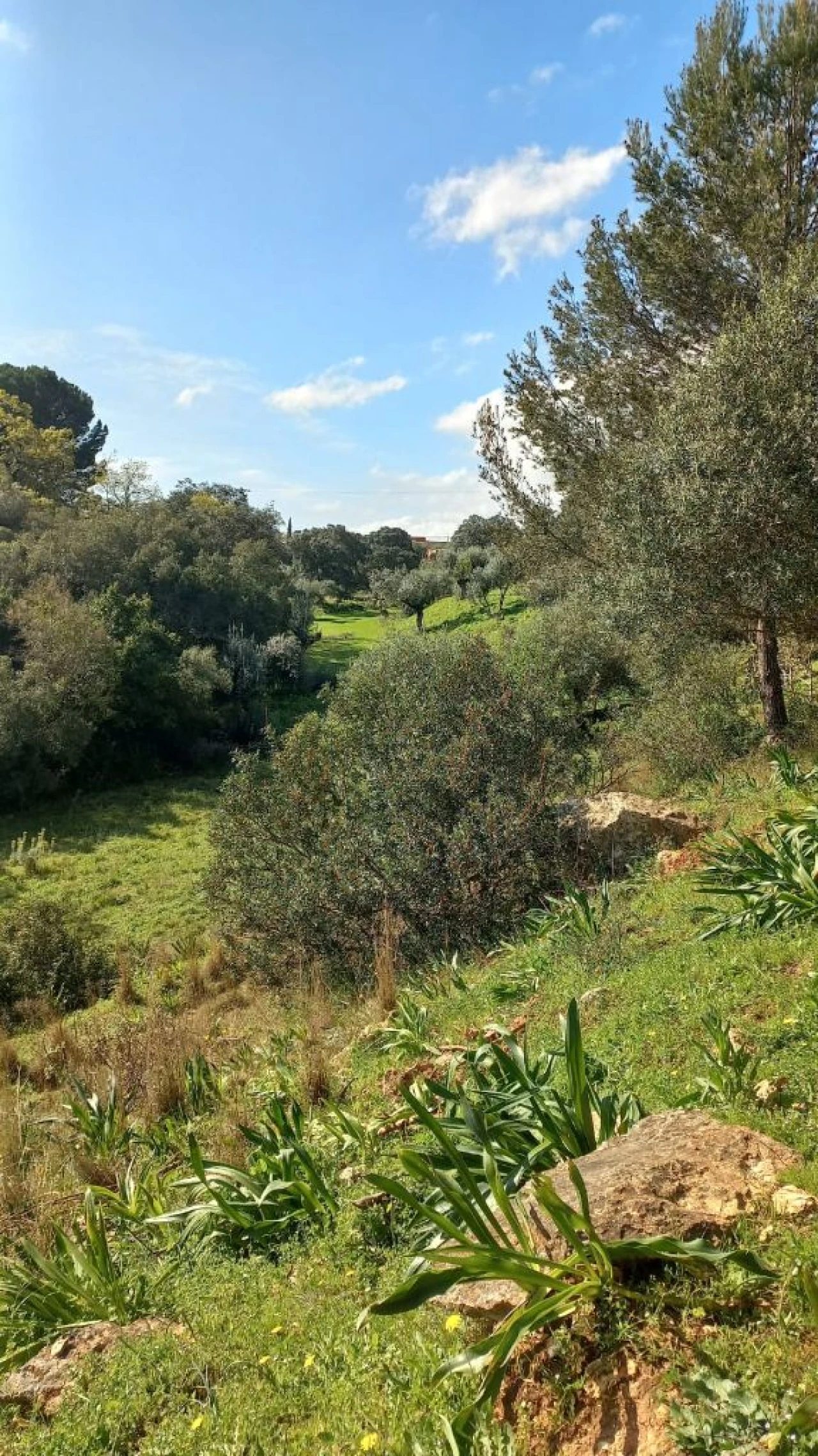 Terreno Misto para Venda em Zibreira Foto 15
