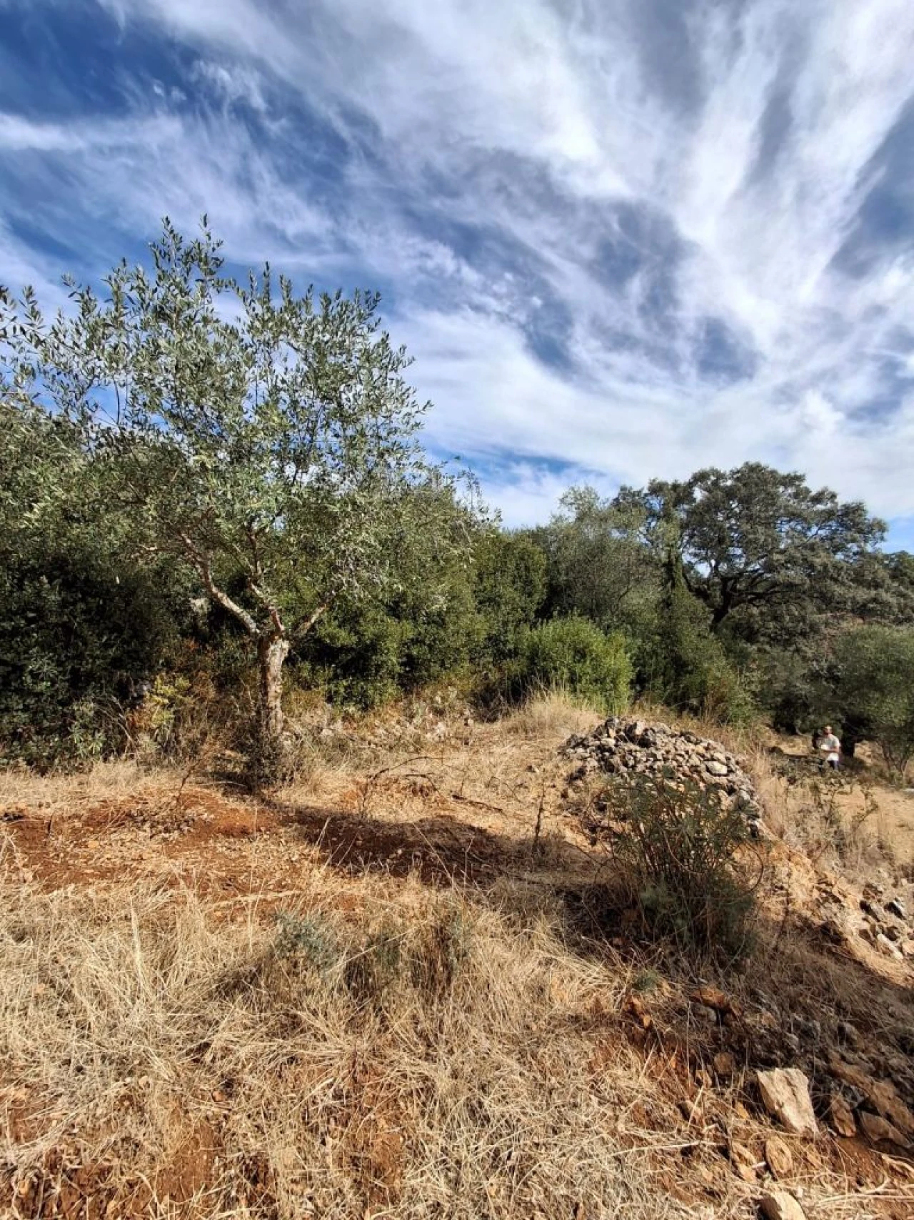 Terreno Misto para Venda em Zibreira Foto 16