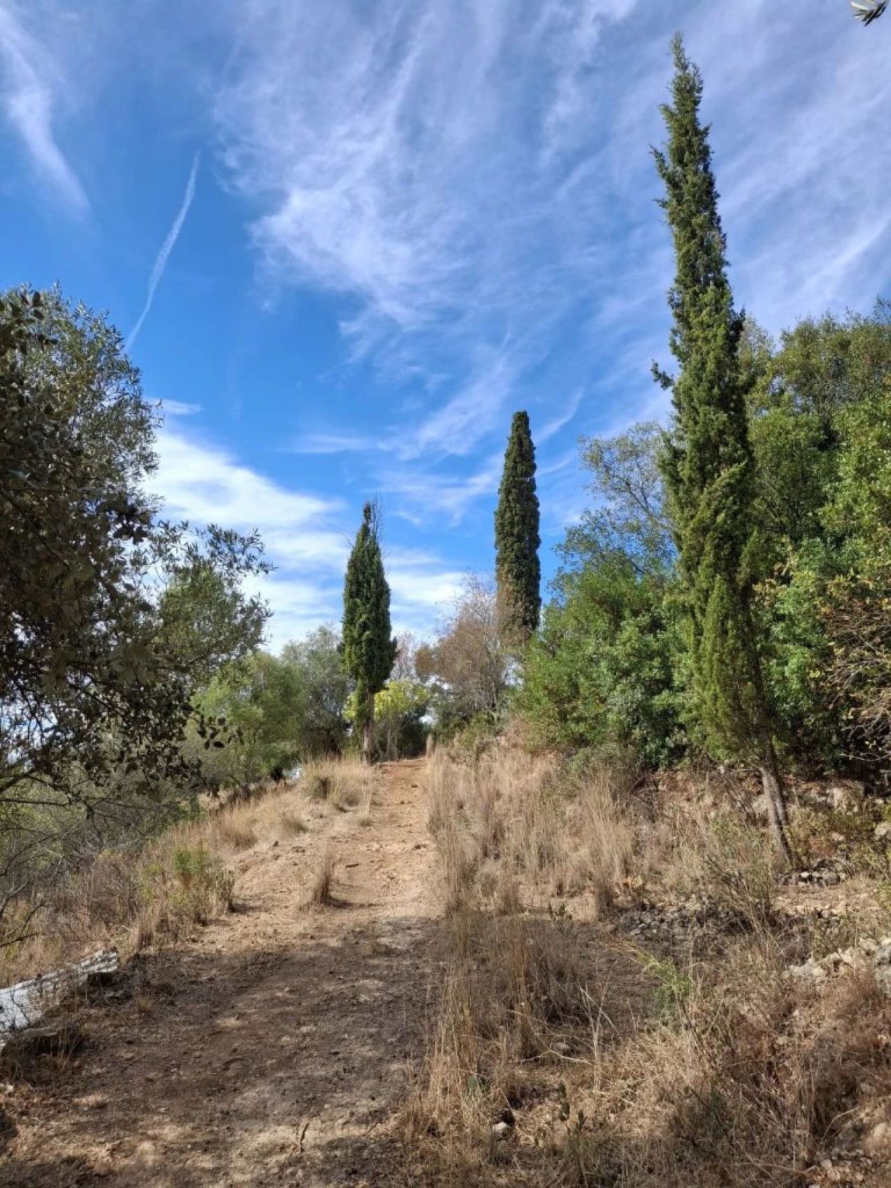 Terreno Misto para Venda em Zibreira Foto 13