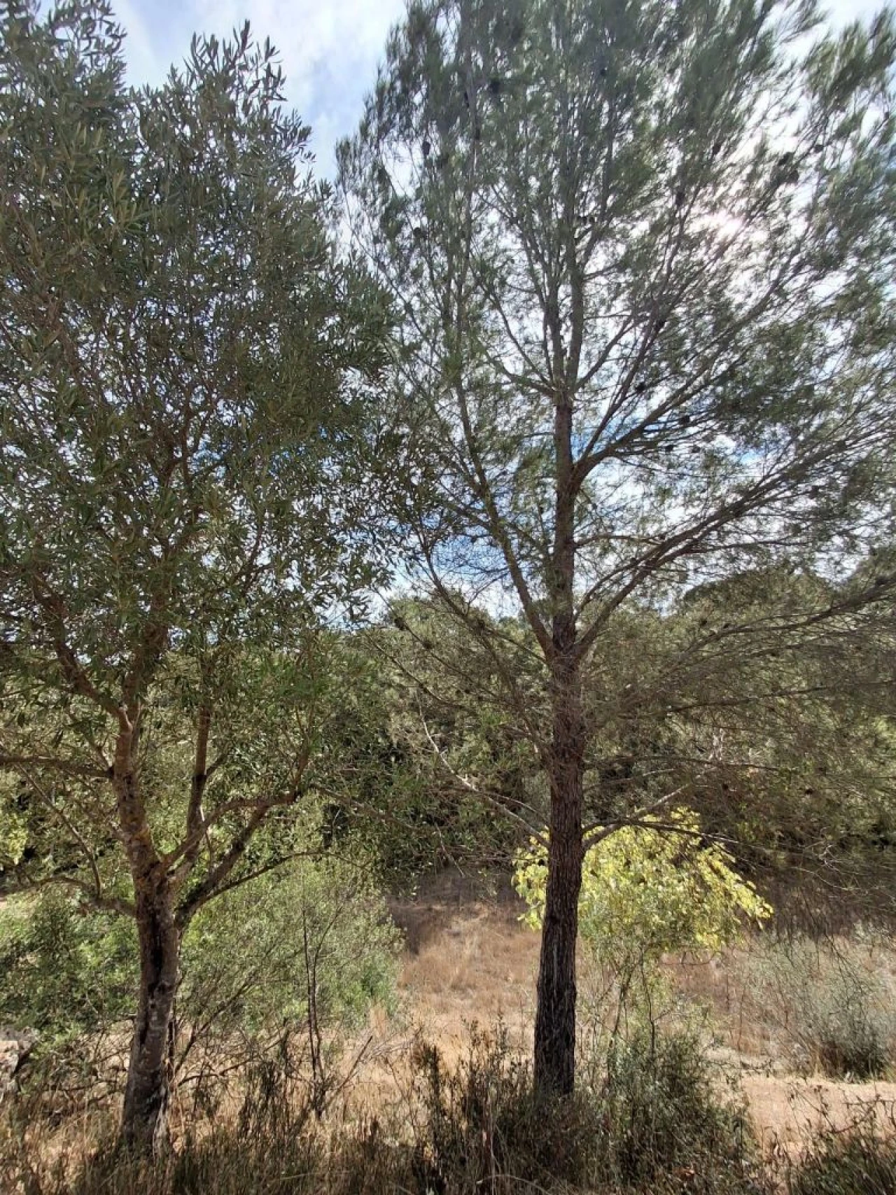 Terreno Misto para Venda em Zibreira Foto 25