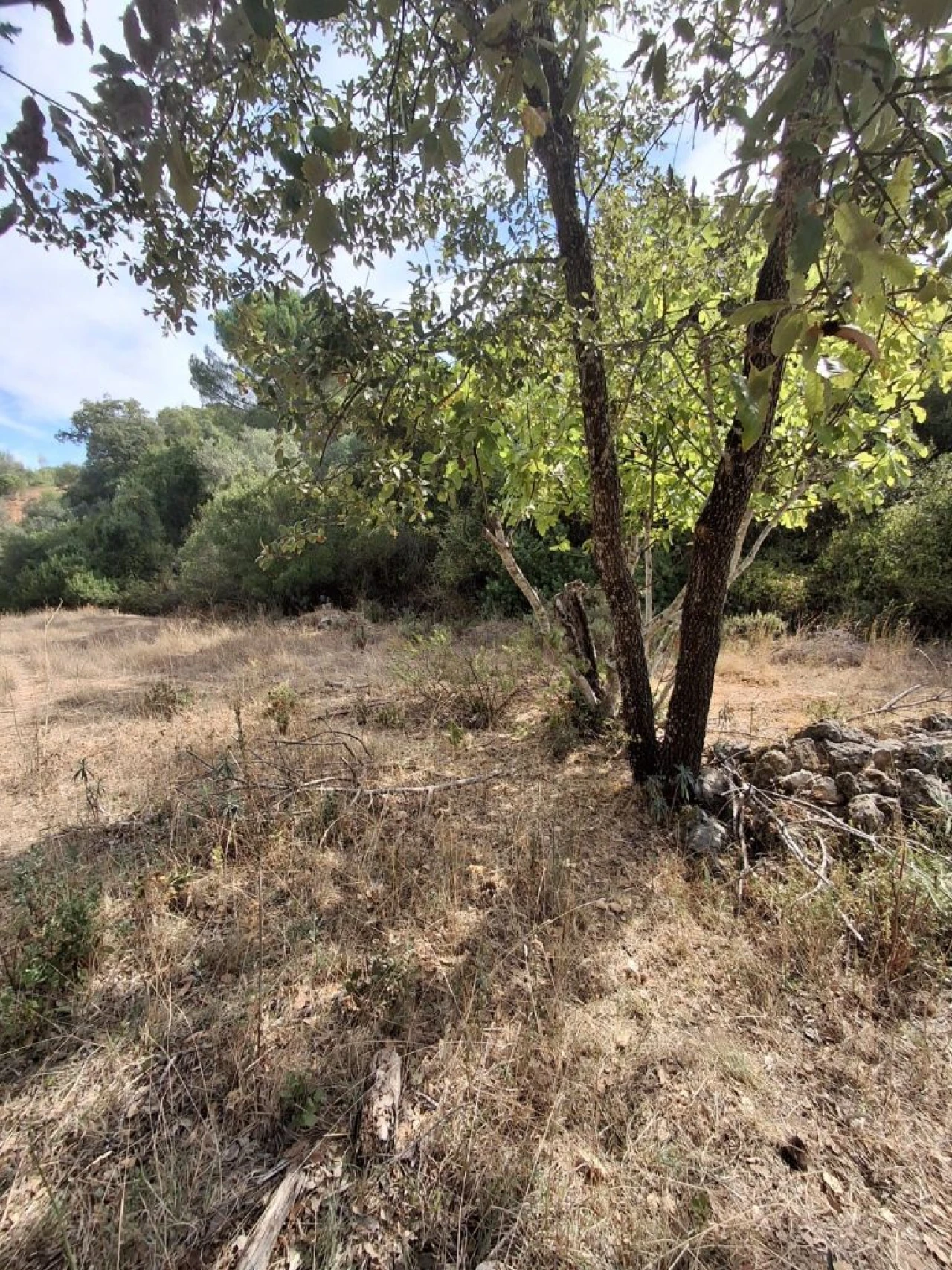 Terreno Misto para Venda em Zibreira Foto 27