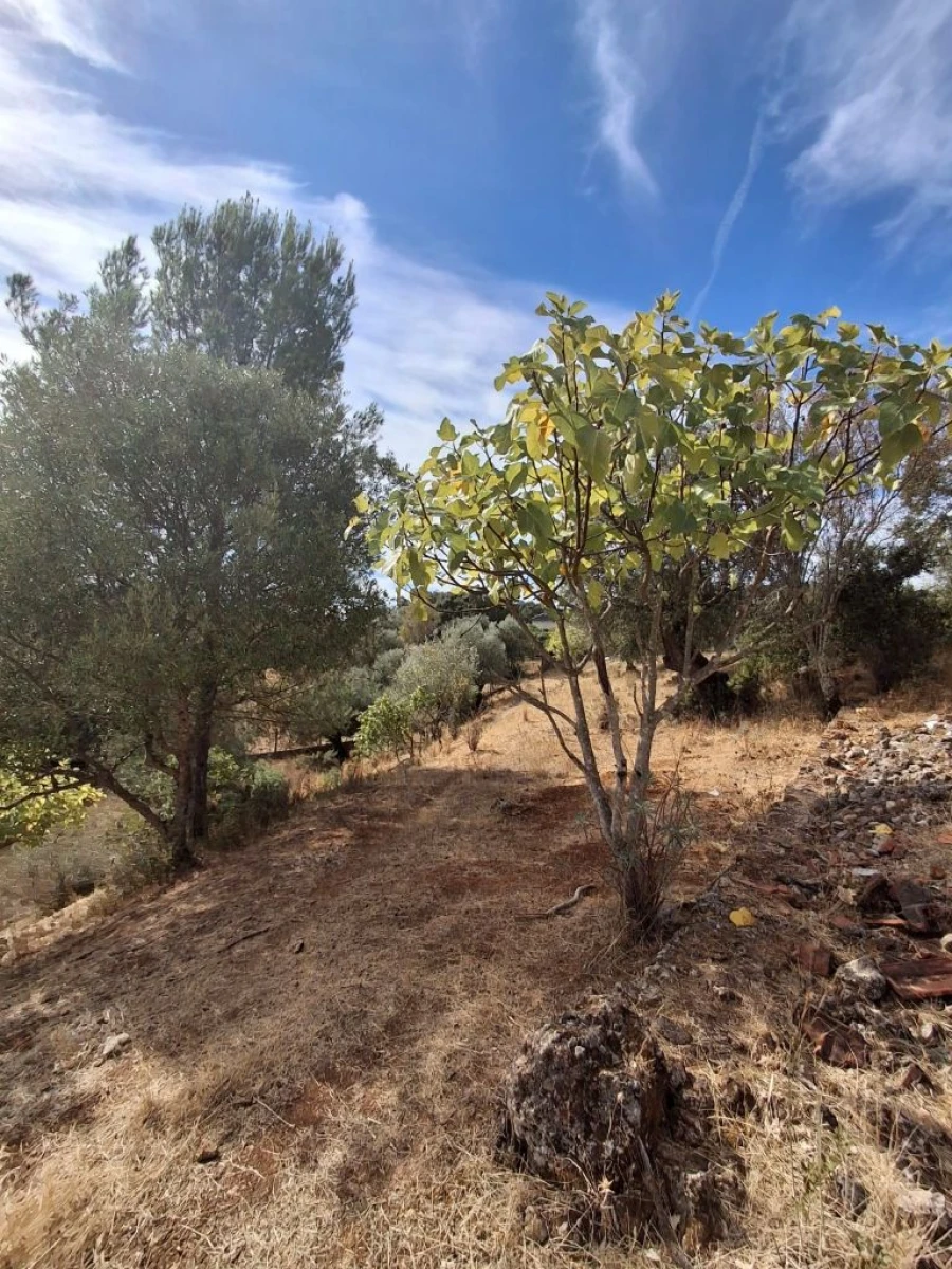 Terreno Misto para Venda em Zibreira Foto 5