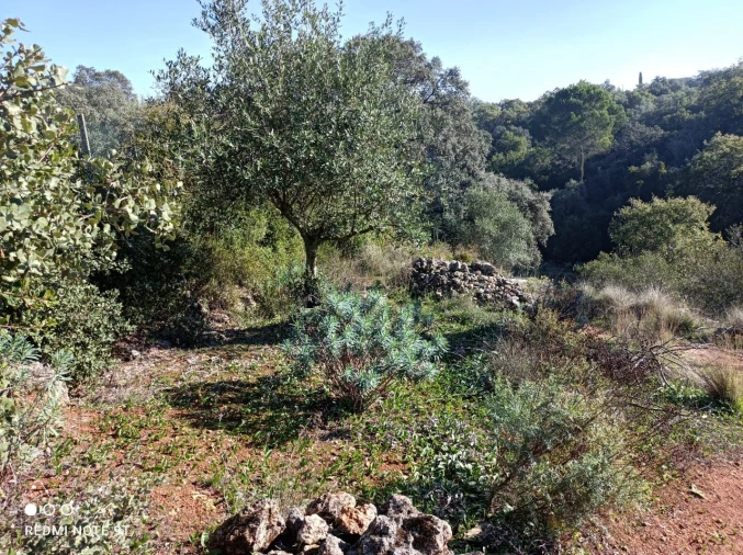 Terreno Misto para Venda em Zibreira Foto 6