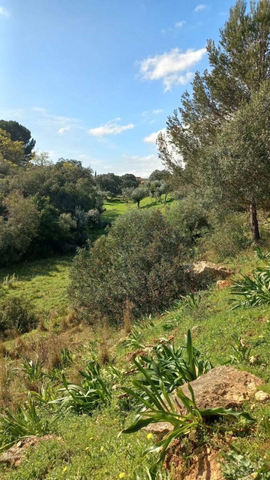 Terreno Misto para Venda em Zibreira Foto 15