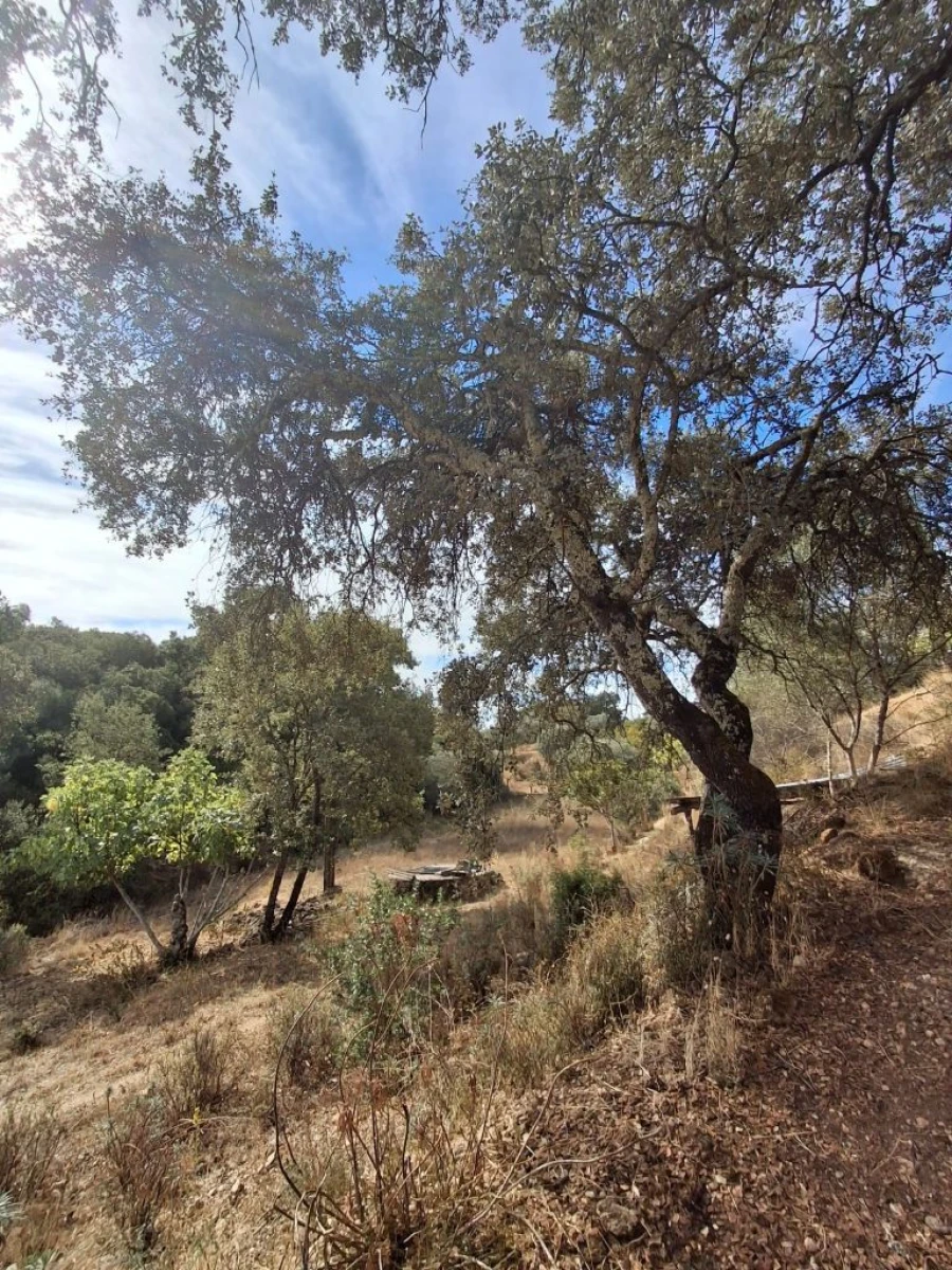 Terreno Misto para Venda em Zibreira Foto 20