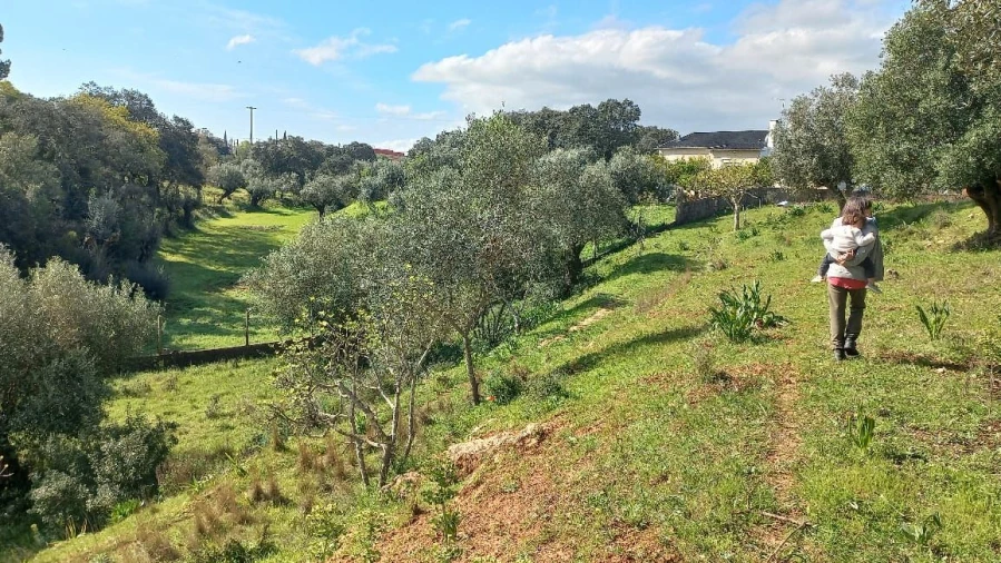Terreno Misto para Venda em Zibreira Foto 17