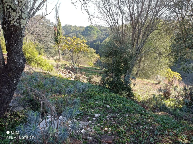 Terreno Misto para Venda em Zibreira Foto 18