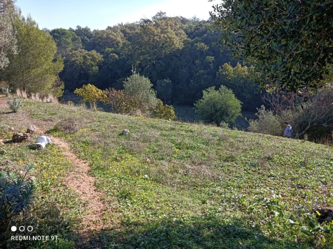 Terreno Misto para Venda em Zibreira Foto 23