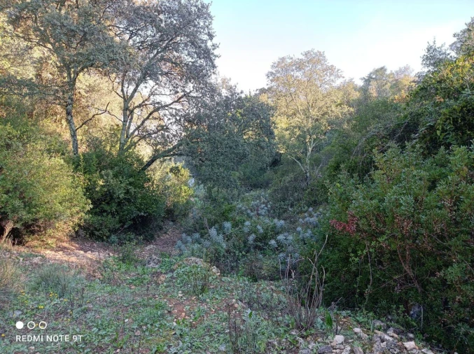Terreno Misto para Venda em Zibreira Foto 26