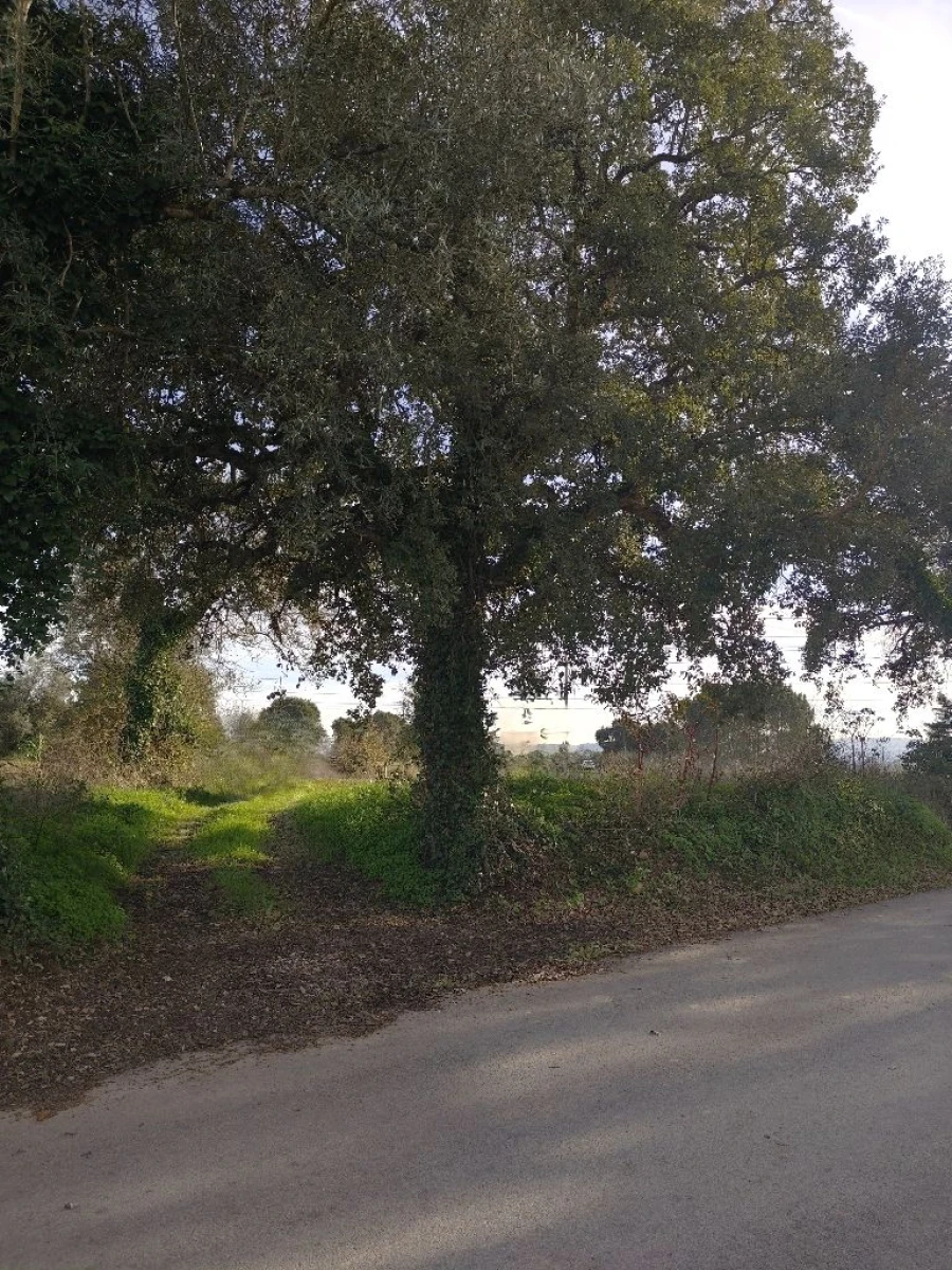 Terreno para Venda em Lameira de Cima Foto 5