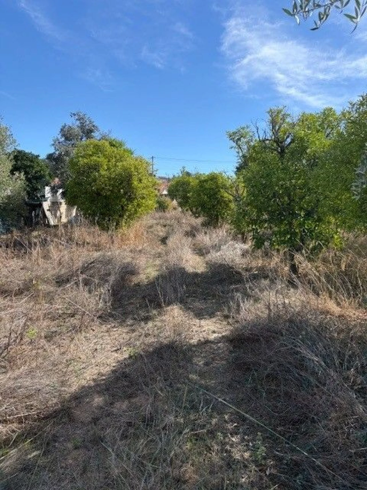 Quinta para Venda em Carregueira Foto 4
