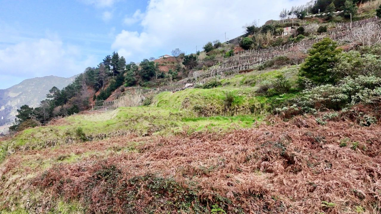 Terreno para Venda em Vargem Foto 2