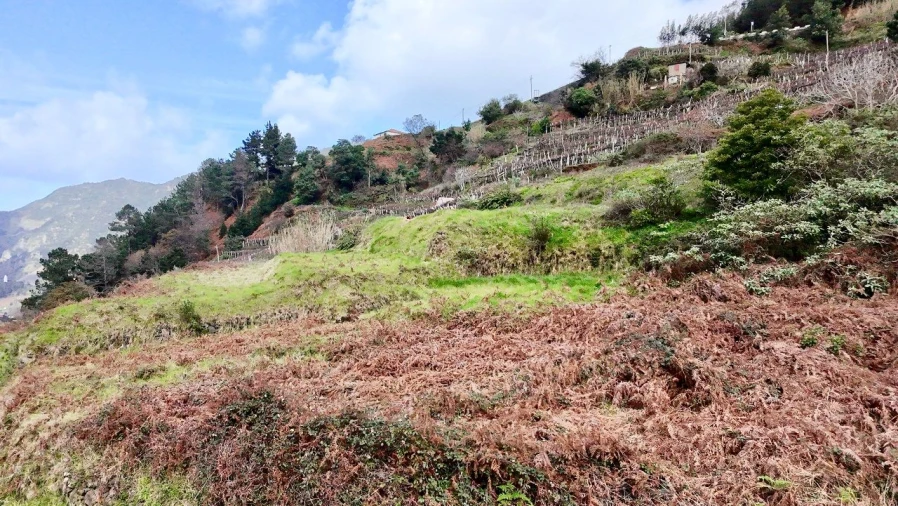 Terreno para Venda em Vargem Foto 2