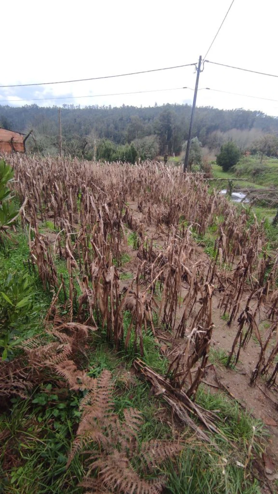 Moradia T1 para Venda em Barreta Foto 4