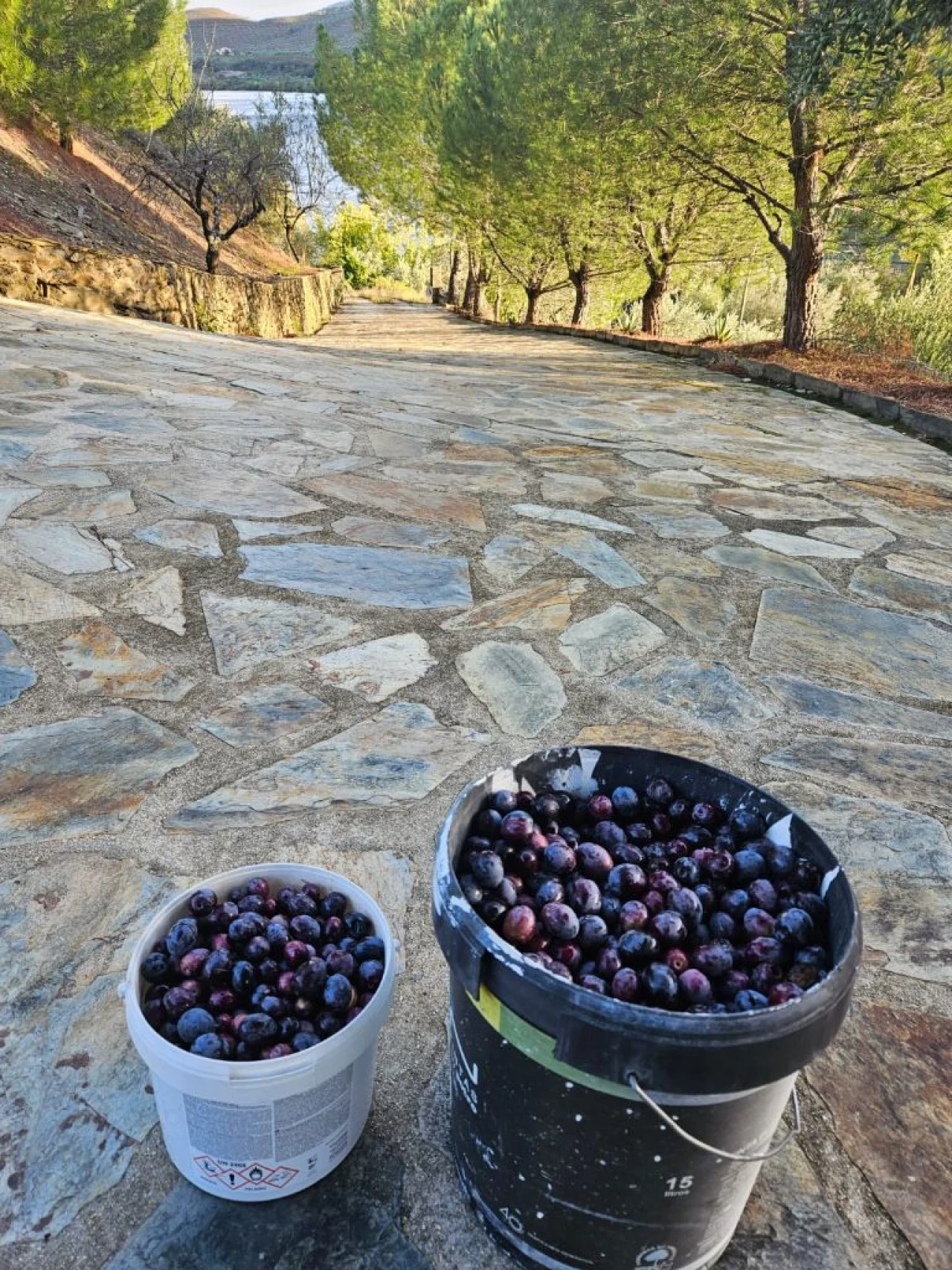 Quinta T4 para Venda em Freixo De Espada A Cinta Foto 28