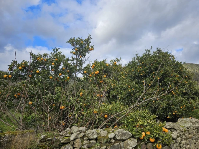 Quinta T4 para Venda em Freixo De Espada A Cinta Foto 27