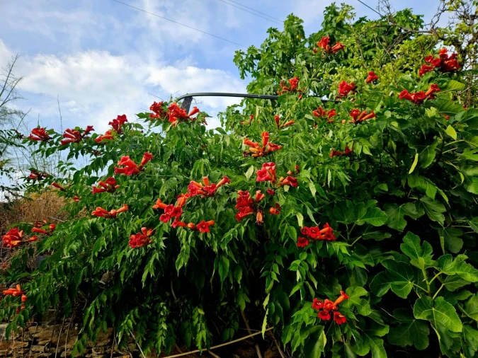 Quinta T4 para Venda em Freixo De Espada A Cinta Foto 25