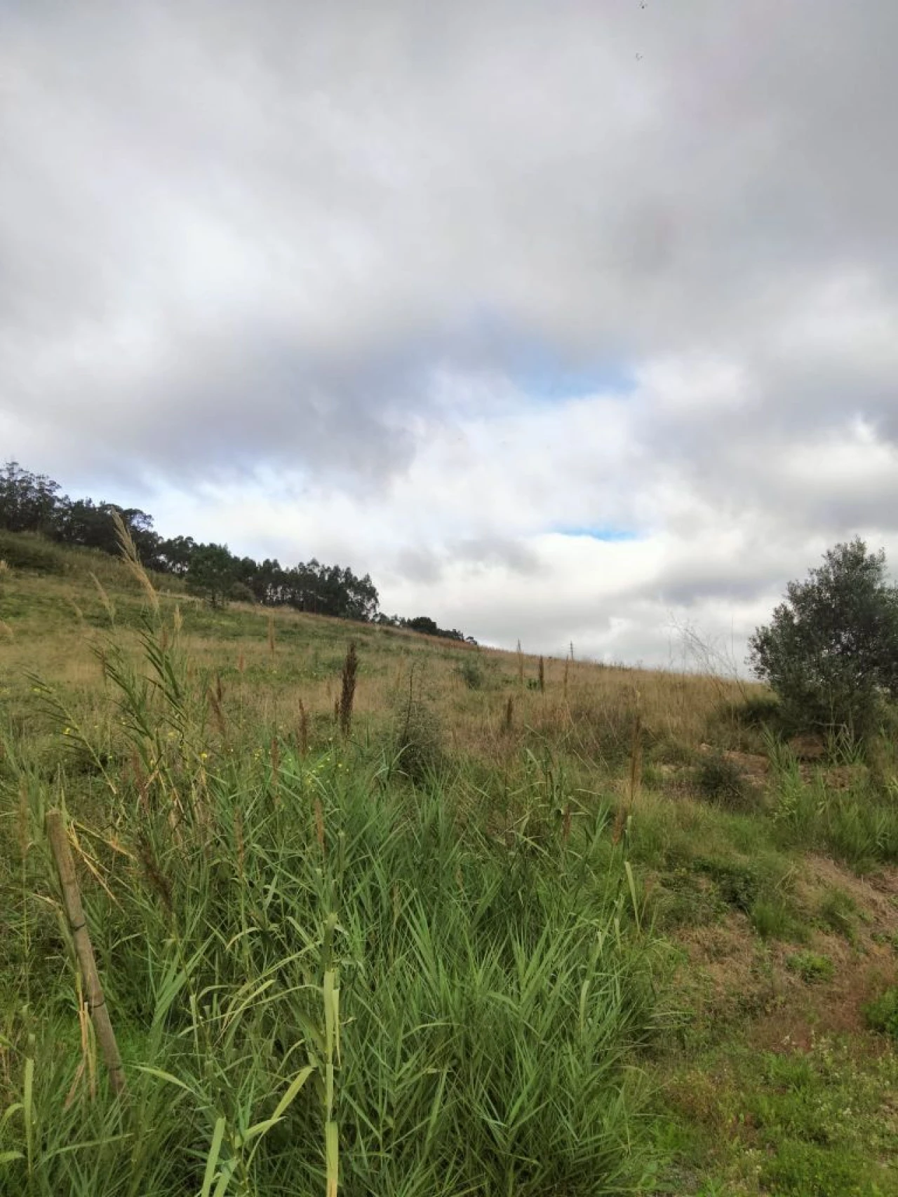 Terreno para Venda em Freiria Foto 3