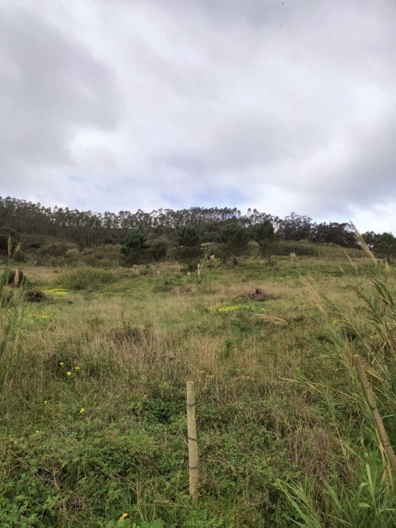 Terreno para Venda em Freiria Foto 5