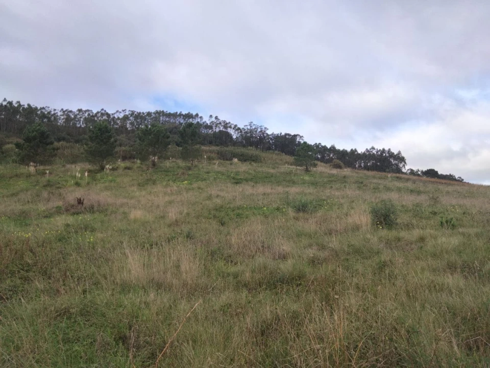 Terreno para Venda em Freiria Foto 8