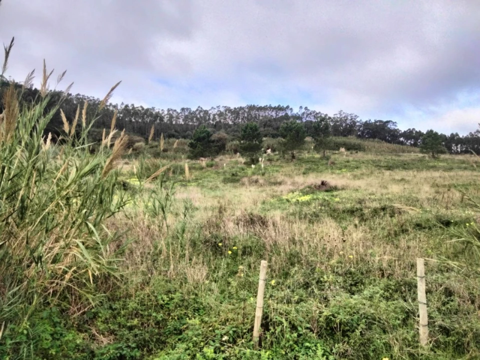 Terreno para Venda em Freiria Foto 12