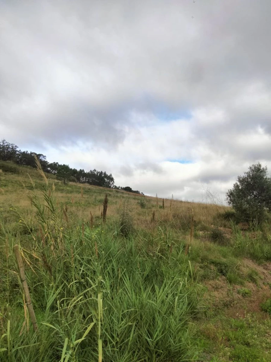 Terreno para Venda em Freiria Foto 3