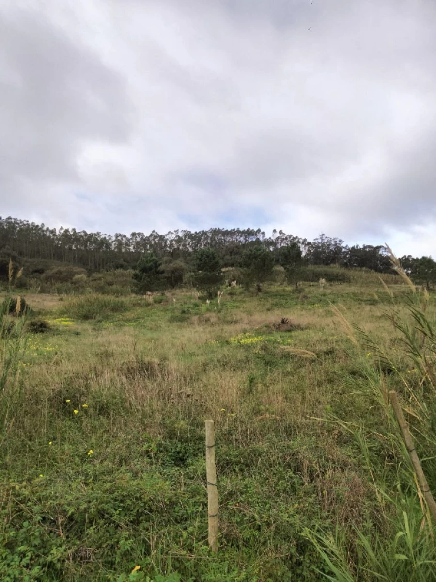 Terreno para Venda em Freiria Foto 5