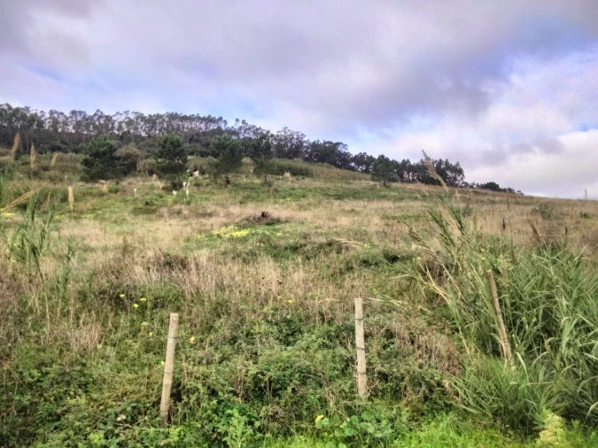 Terreno para Venda em Freiria Foto 10