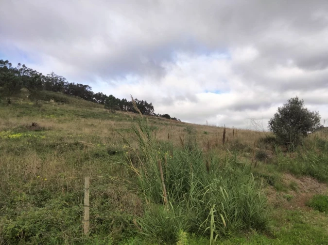 Terreno para Venda em Freiria Foto 9