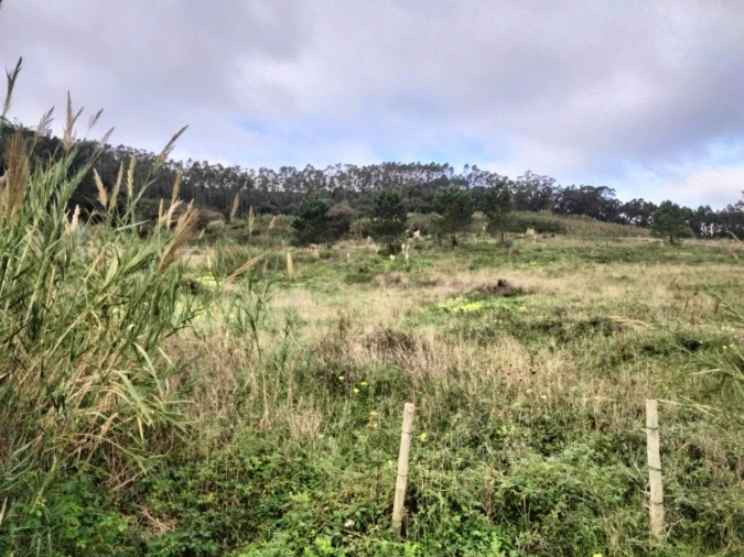 Terreno para Venda em Freiria Foto 12