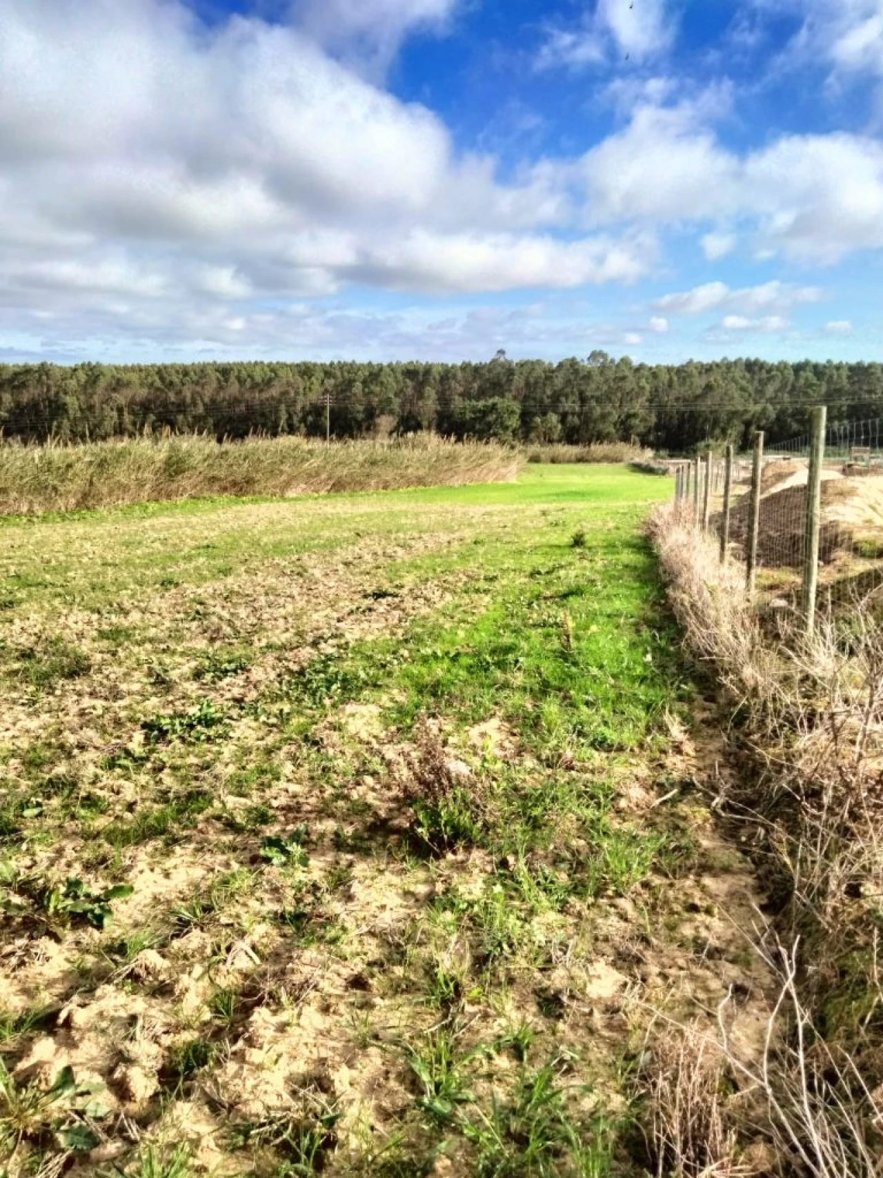 Terreno para Venda em Encarnação Foto 2