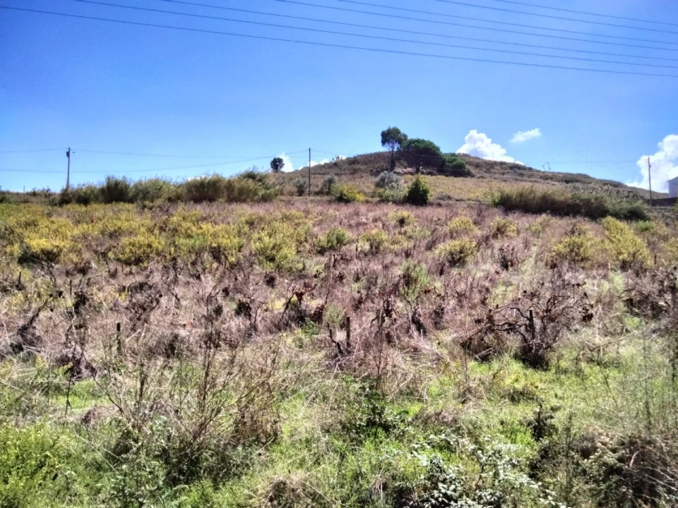 Terreno para Venda em Freiria Foto 6