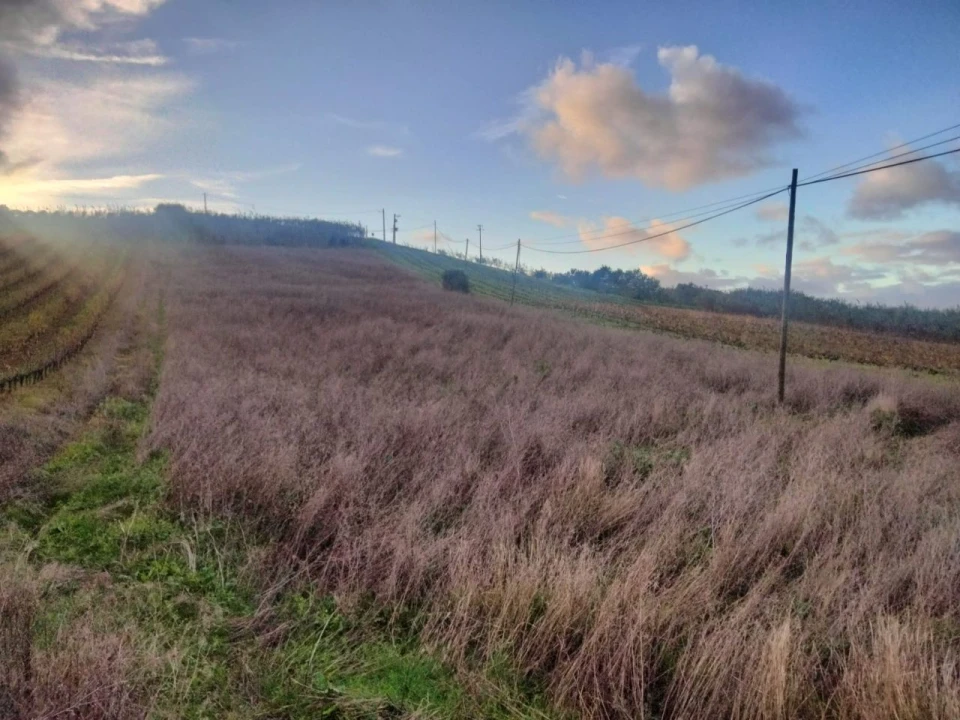 Terreno para Venda em Sendieira Foto 2