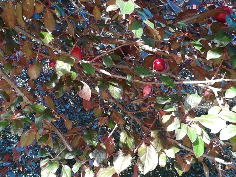 Quinta para Venda em Rua do eiro, 3 Foto 9