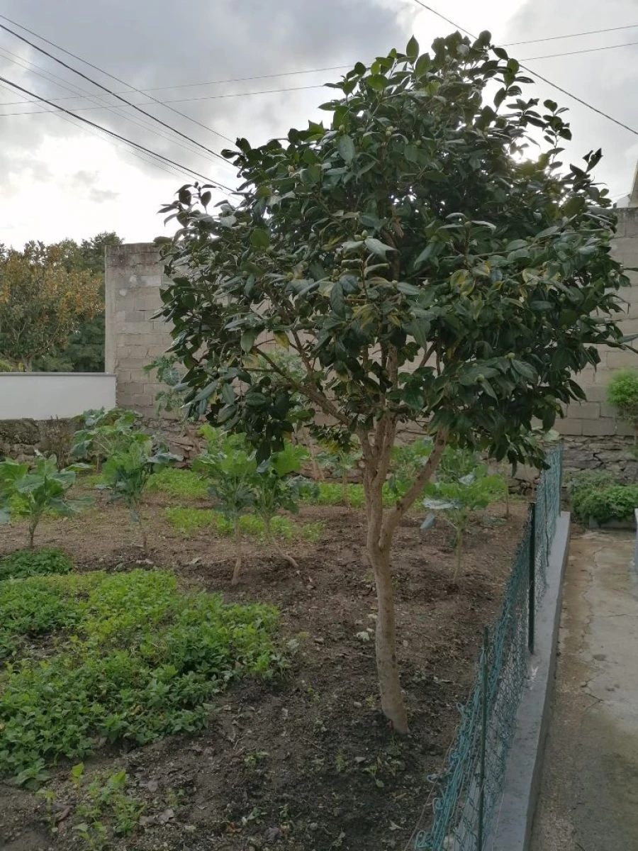 Moradia T3 para Venda em Lajeosa do Mondego Foto 8