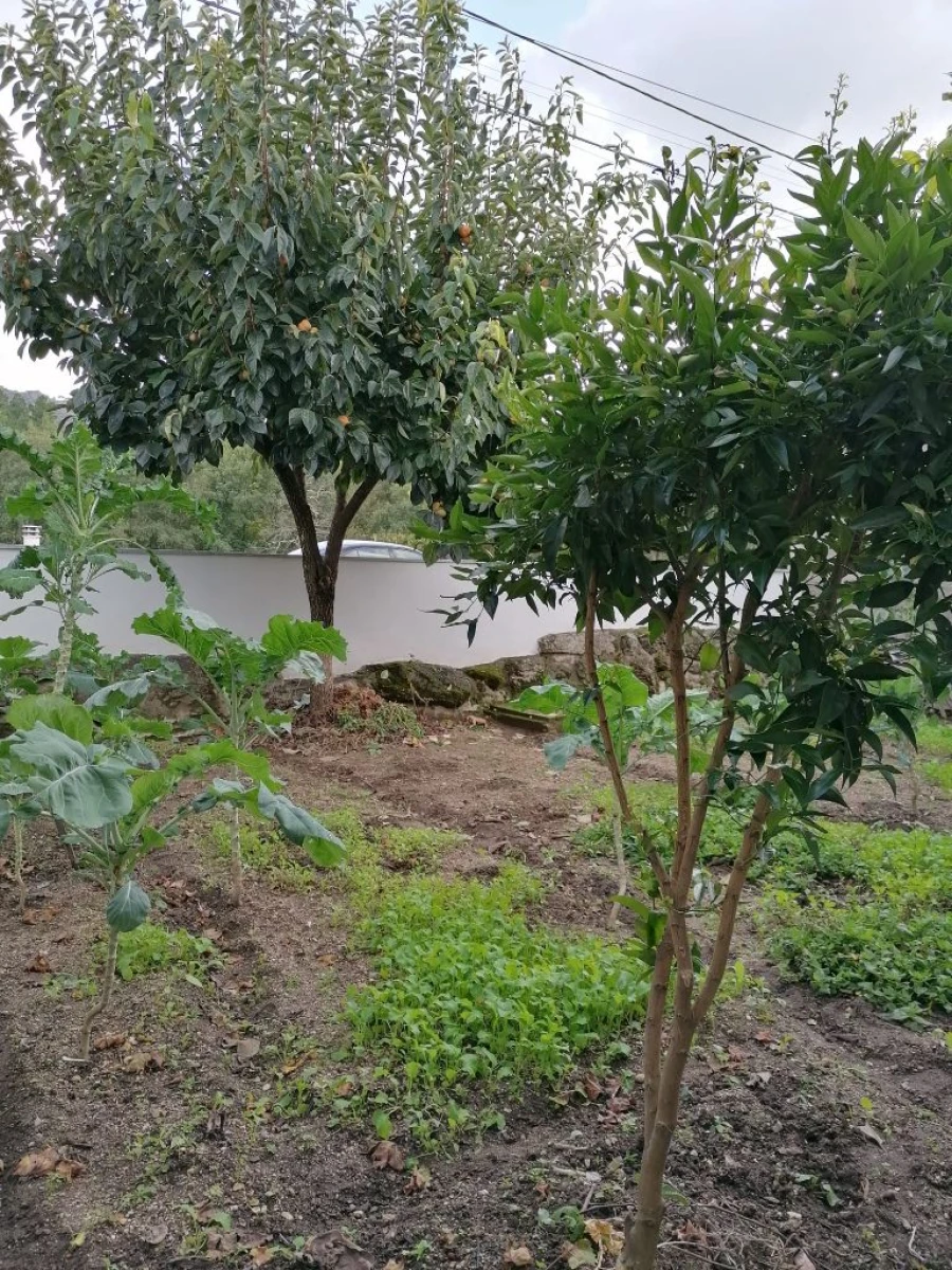 Moradia T3 para Venda em Lajeosa do Mondego Foto 11