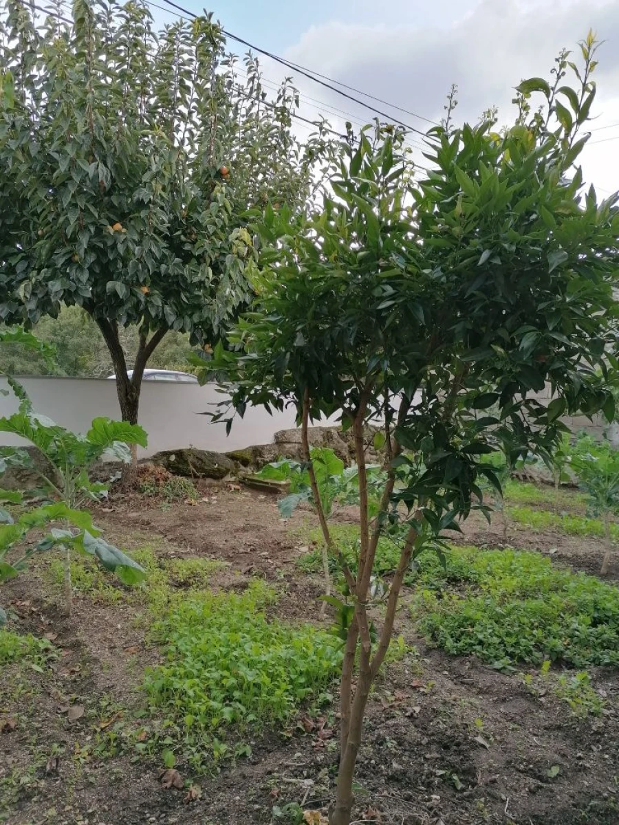 Moradia T3 para Venda em Lajeosa do Mondego Foto 10