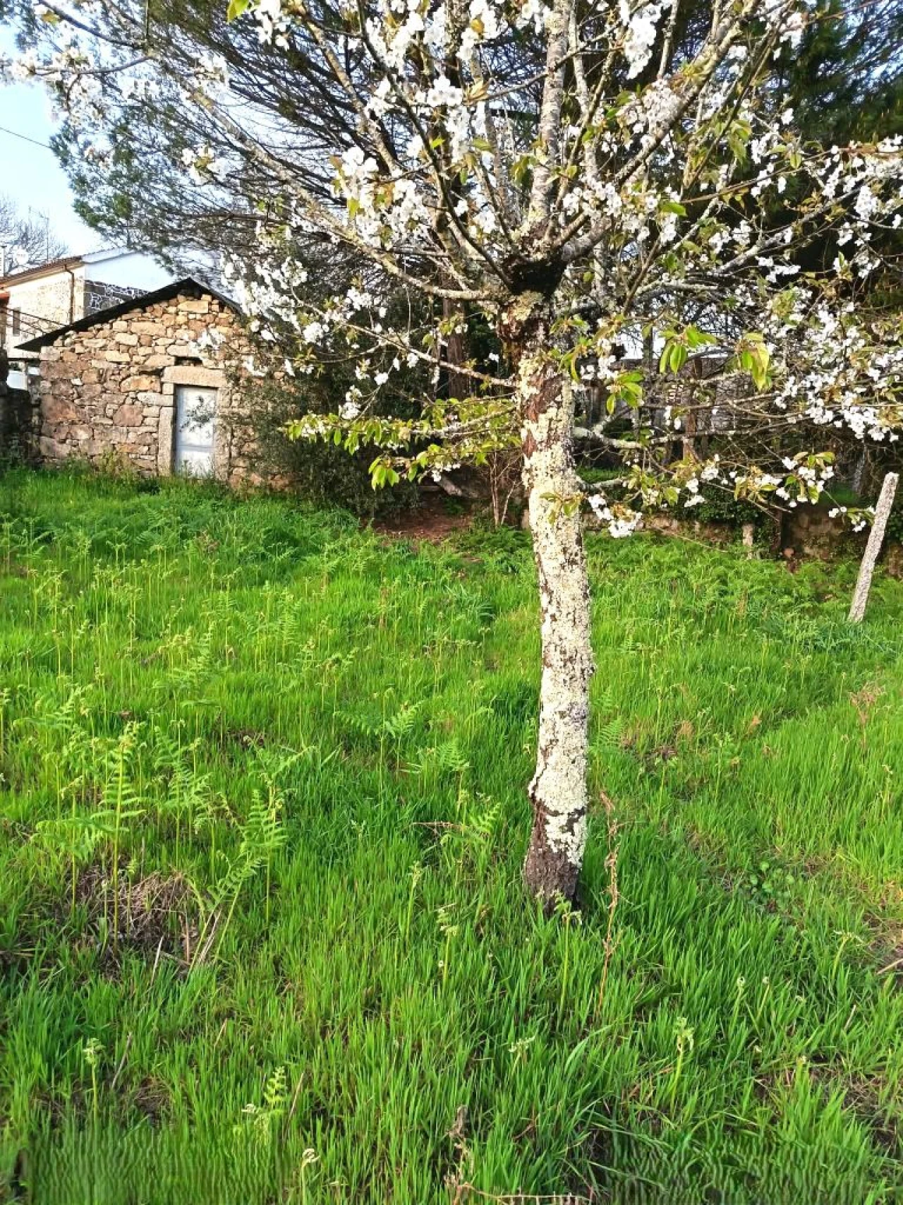 Moradia para Venda em Arcos de Valdevez Foto 6