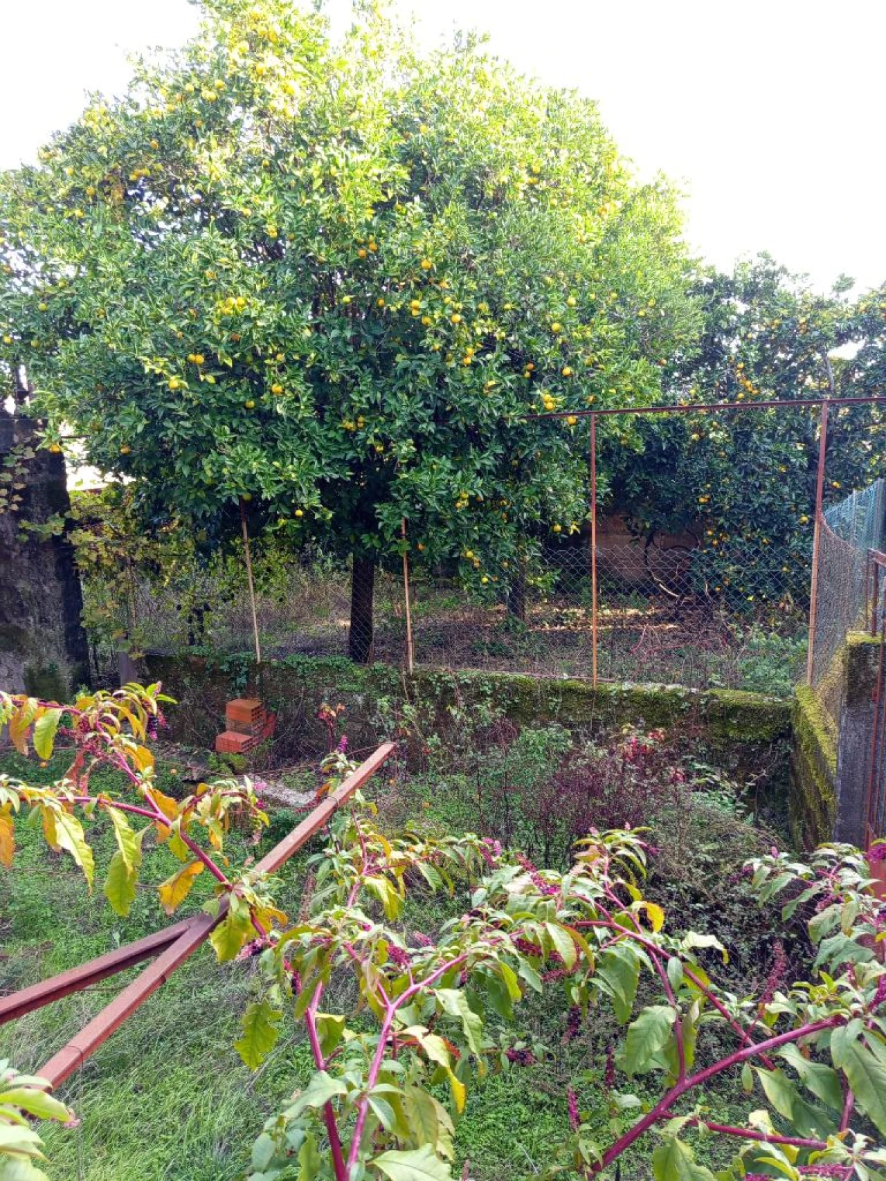 Moradia T1 para Venda em Nelas Foto 21