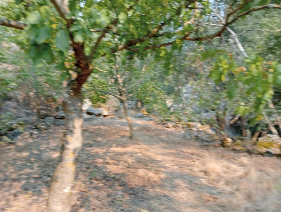 Terreno Misto para Venda em Várzea de Abrunhais Foto 5