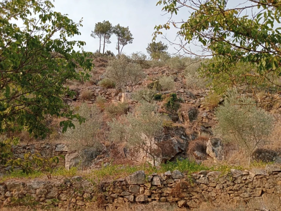 Terreno Misto para Venda em Várzea de Abrunhais Foto 2
