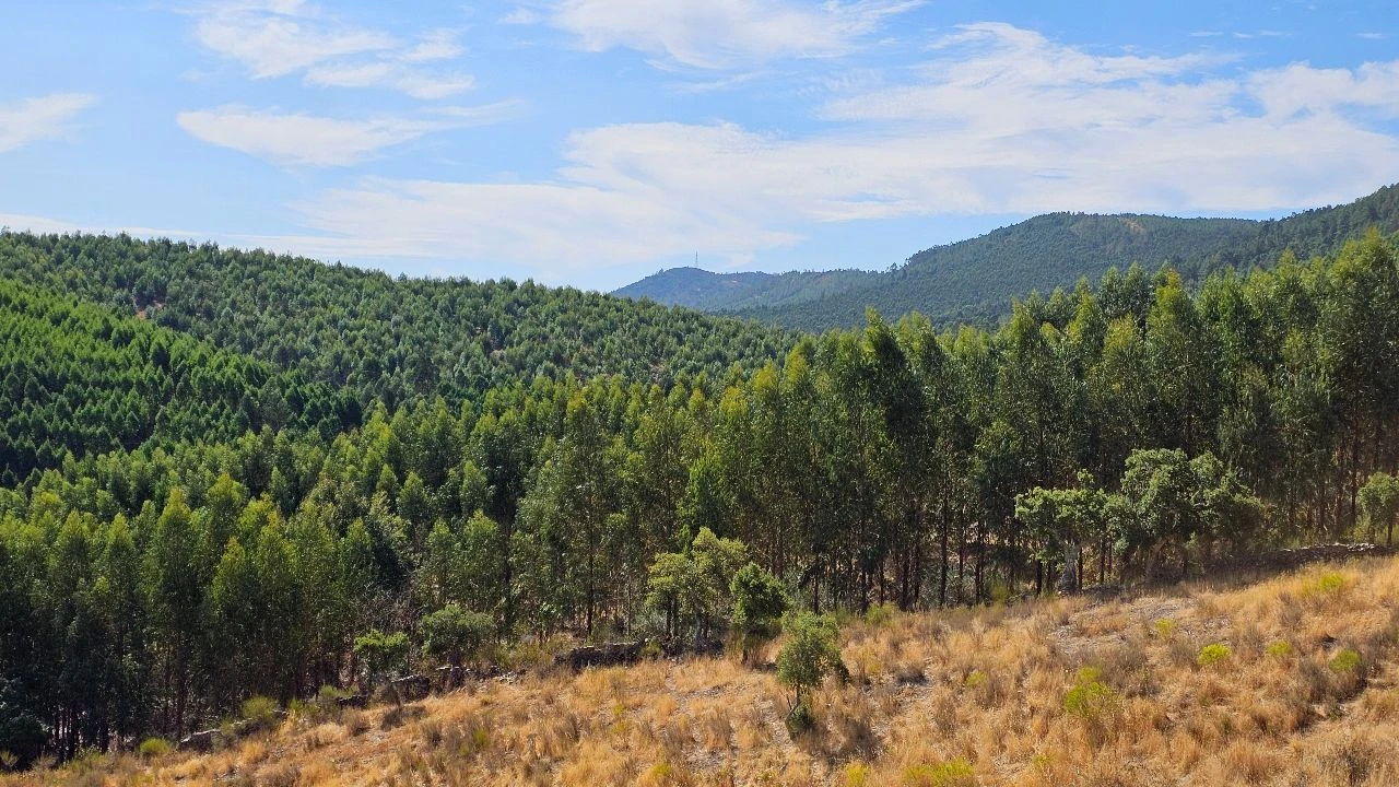 Terreno para Venda em Carvão Foto 1